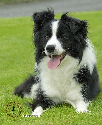 Border Collie 9A015D-10.JPG